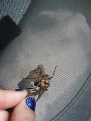 Dysmicohermes disjunctus