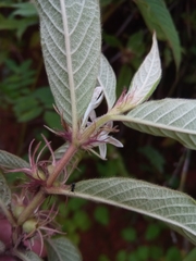 Sabicea diversifolia