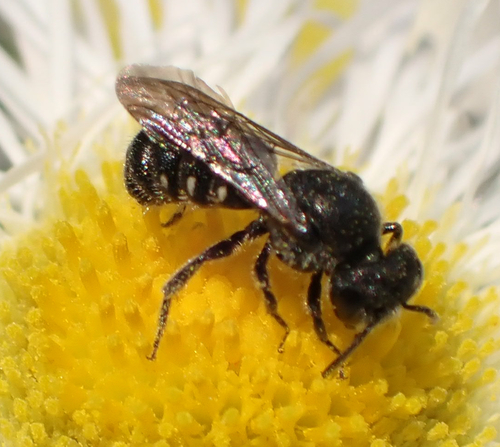 Compressed Dark Bee