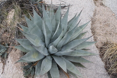 Agave simplex