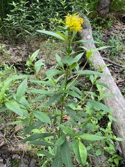 Lysimachia × commixta