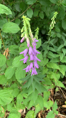 Campanula rapunculoides