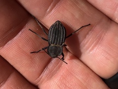 Pelecyphorus liratus