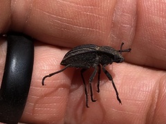 Pelecyphorus liratus