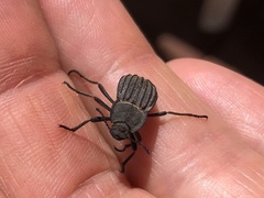 Pelecyphorus liratus