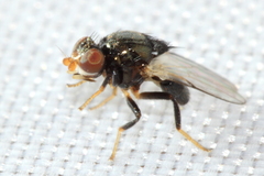 Chaetochlorops inquilinus