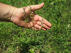 Desmodium sessilifolium