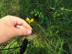 Coreopsis debilis