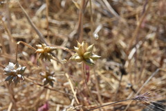 Allium geyeri tenerum