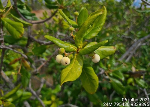 Guettarda angelica