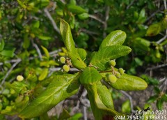 Guettarda angelica