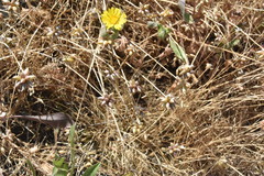 Allium geyeri tenerum