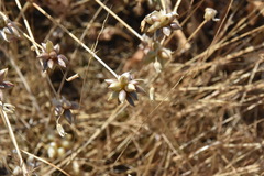 Allium geyeri tenerum