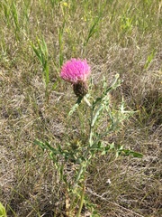 Cirsium flodmanii