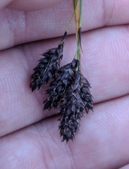 Carex magellanica