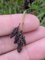 Carex magellanica