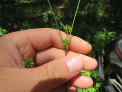 Juncus validus