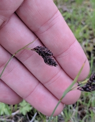 Carex magellanica