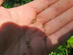 Festuca paradoxa