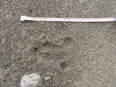 Moschus moschiferus