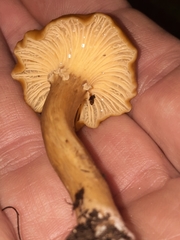 Cantharellus appalachiensis