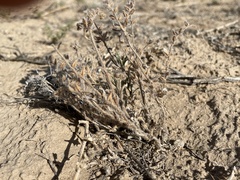 Cryptantha crassisepala