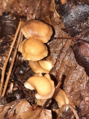 Cantharellus appalachiensis