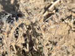 Cryptantha crassisepala