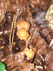 Cantharellus appalachiensis