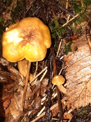 Cantharellus appalachiensis