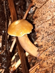Cantharellus appalachiensis