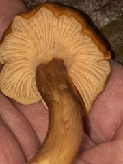 Cantharellus appalachiensis