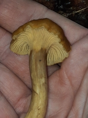 Cantharellus appalachiensis