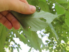 Carya carolinae-septentrionalis