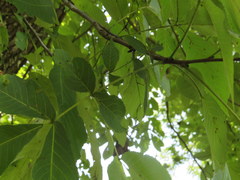 Carya carolinae-septentrionalis