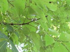 Carya carolinae-septentrionalis
