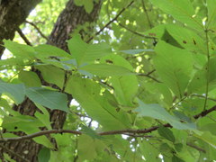 Carya carolinae-septentrionalis