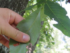 Carya carolinae-septentrionalis