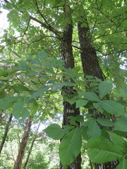 Carya carolinae-septentrionalis