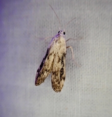 Aphomia fulminalis