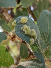 Aceria trichophila