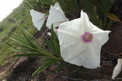 Ipomoea longifolia