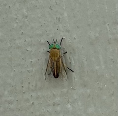 Tabanus nigrovittatus