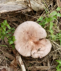 Leucopaxillus eucalyptorum