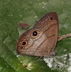 Hermeuptychia harmonia