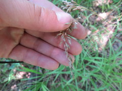 Festuca paradoxa