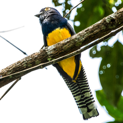 Trogon violaceus