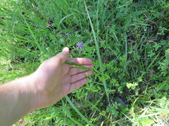 Symphyotrichum pratense