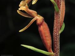 Cyclopogon elatus