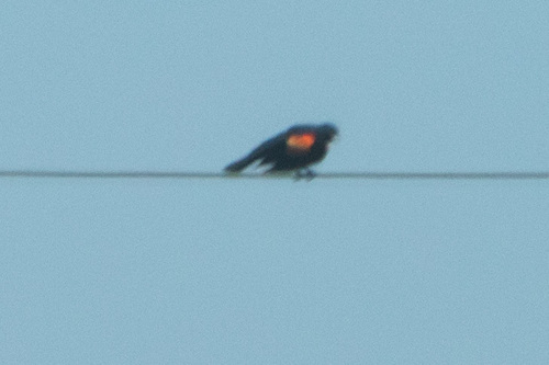 Red-winged Blackbird